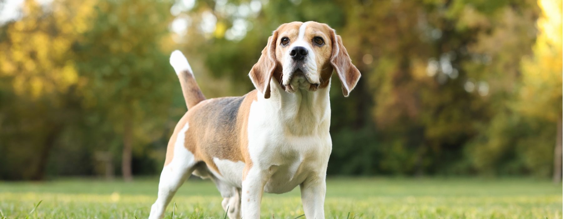 a dog standing in grass